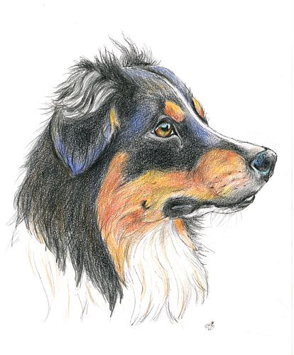 Lassie von Marian van der Veen-Niemeijer