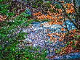 Between The Trees Flowing Bayehon River by Nature Life Ambience
