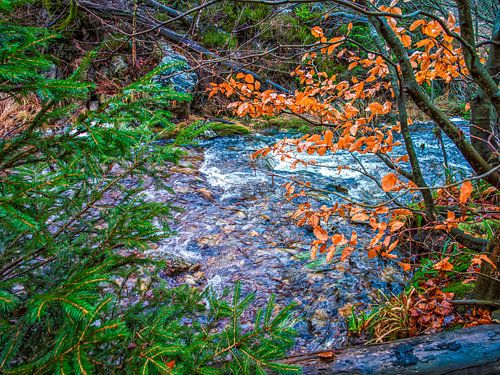 Tussen De Bomen Stromend Rivier Van Bayehon