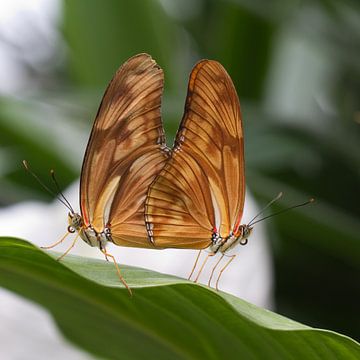Vlinders van Maura Klumper