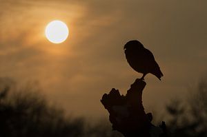 Cave owl in the evening light by Freddy Van den Buijs