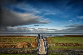 Zwarte Haan by peter tulner