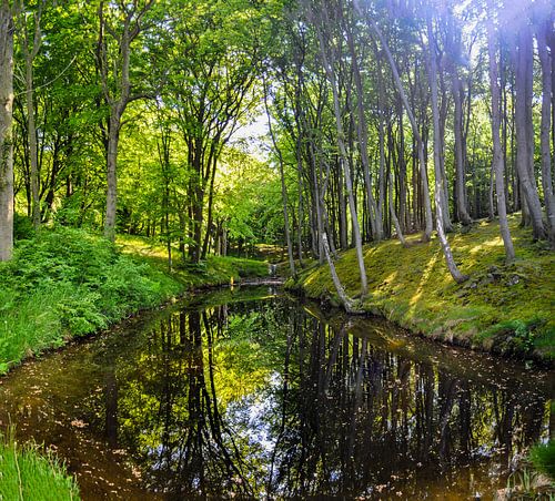 Forêt de hêtres sur la haute rive près de Lietzow