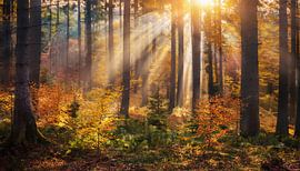 Herfstbos met kleuren