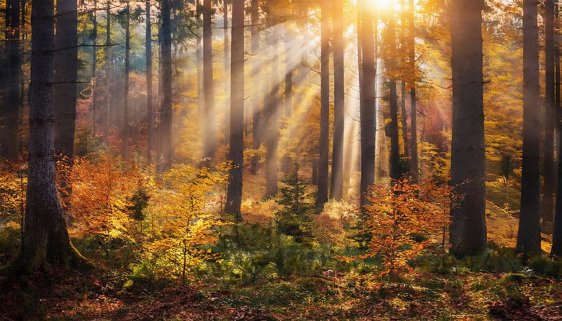 Autumn forest with colours by Mustafa Kurnaz