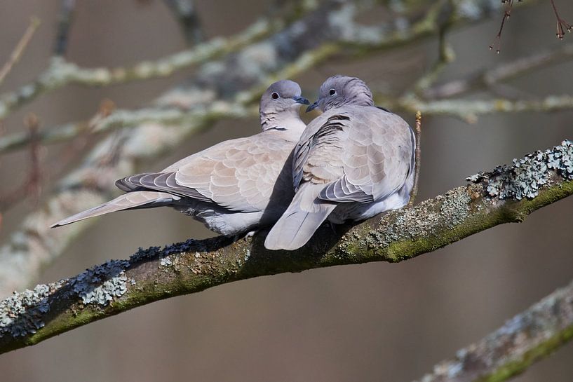 Eurasian Collared Doves by Karin Jähne