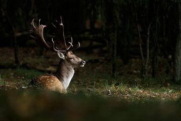 Fallow deer in a spotlight  by Menno Schaefer
