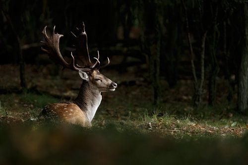 Fallow deer in a spotlight 