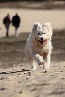 Romanian dog