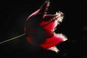 Gefranjerde tulp