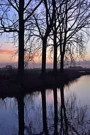 Bäume am Thesingermaar 1 von Erik Buitenhuis