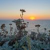 Blumen bei Sonnenuntergang von Jim De Sitter