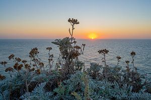Blumen bei Sonnenuntergang