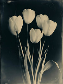 Tulipes dans un vase n° 5 sur Studio Silver & Sepia