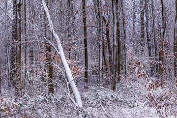 winter in het waerderhout bos 9