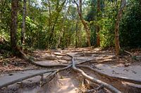 Shallow Roots