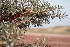 Sea buckthorn & the red beach - Splashes of colour in Oostvoorne by Karin van Es
