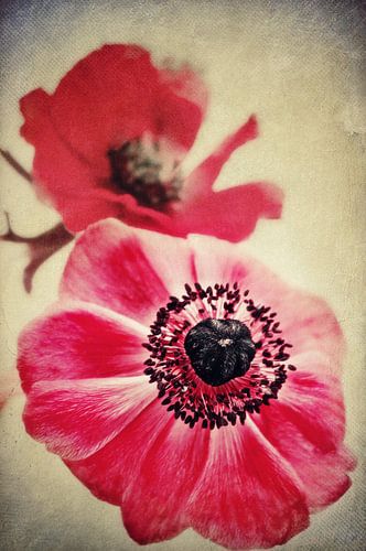 Sweet Anemone II