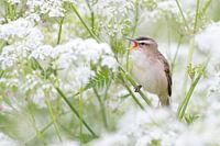 Sedge warbler in the clouds