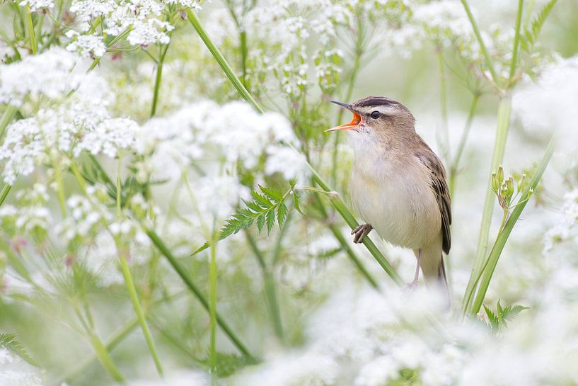 Sedge warbler in the clouds by Rob Kuiper