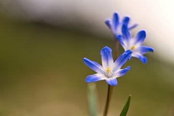 blaue Blüten des Blausterns. Frühblüher von Martin Köbsch