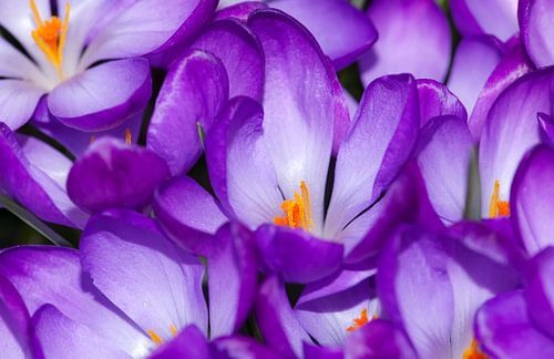 Crocus