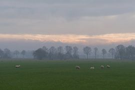 Drenthe landscape with sheep by Marco Bos