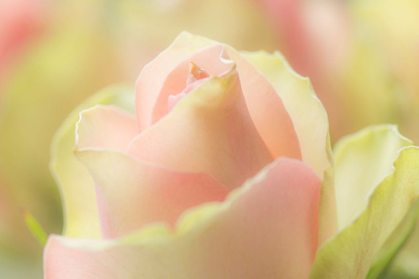 Rose by Mario de Lijser