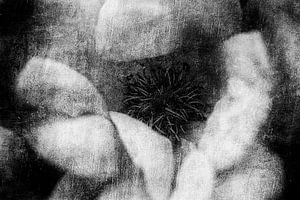 Rosenblüte