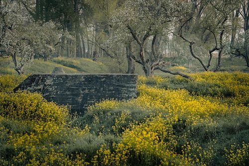 "Oude fruitbomen in een gele bloemen oase"