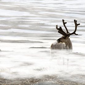 Renne dans le brouillard sur Michel Kant