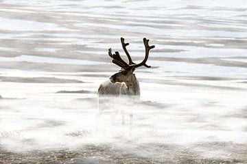 Rendier in de mist