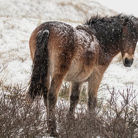 Un cheval sauvage dans la neige sur Sanne Groen