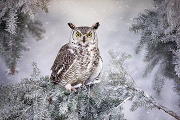 Canadian Eagle Owl in the snow by gea strucks