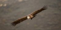 Vale gier / Griffon vulture
