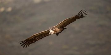Vale gier / Griffon vulture by Pascal De Munck