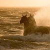 Paardenreddingsboot Ameland by Bas Ronteltap