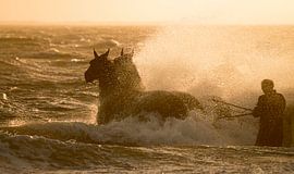 Paardenreddingsboot Ameland