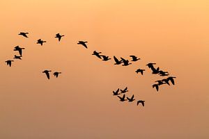 Gänse im Morgenlicht von Angelika Stern