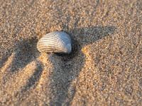 Shell on the beach