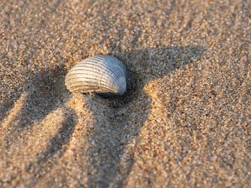 Coquillage sur la plage sur Hillebrand Breuker