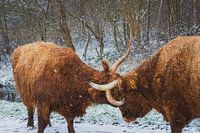 Vechtende Hooglanders