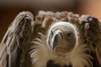 Greedy vulture