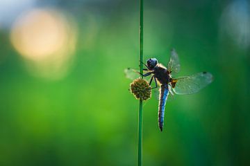 Shining in the morning sun