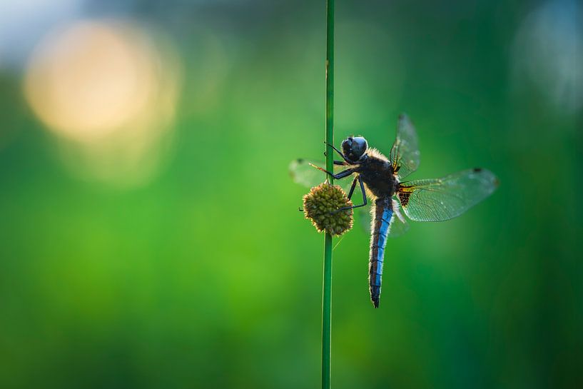 Brillant dans le soleil du matin par Gonda Versteeg