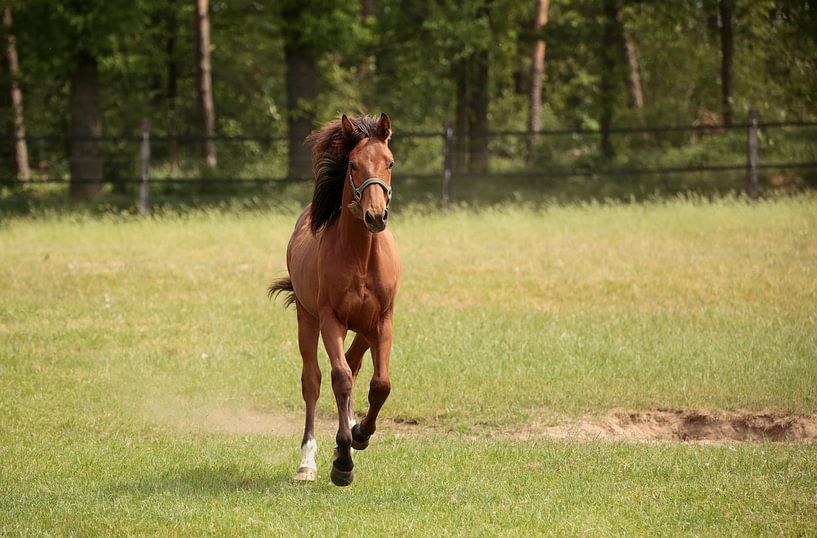 Horse by Frank Smedts