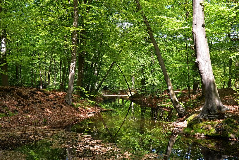Bos watergang par Frank de Ridder
