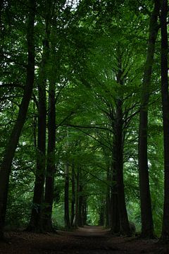 Wälder, Drenthe von Veerle Sondagh