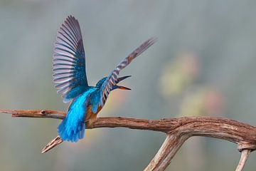 Kingfisher - My spot! by Kingfisher.photo - Corné van Oosterhout