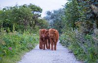 Two young Scottish highlander calves in the dunes by Maurice Haak thumbnail